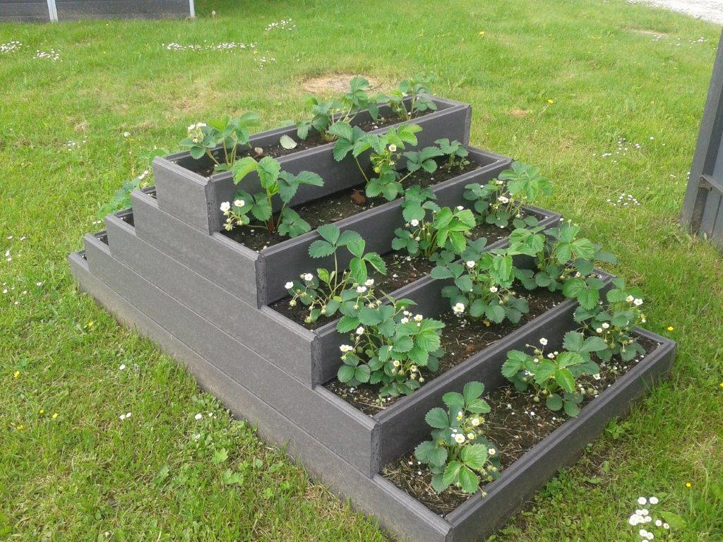 Istutuskast maasikatega