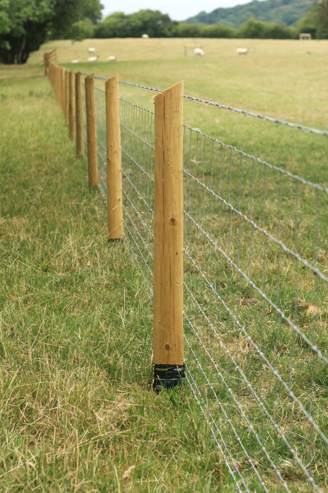 Postsaver aed lammastega